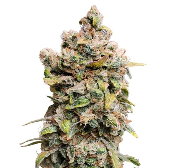 Blueberry Space Cake cannabis seeds packaging — Royal King Seeds USA