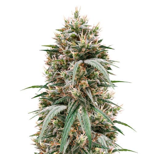 Blueberry Waltz cannabis seeds packaging — Royal King Seeds USA