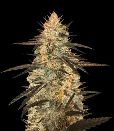 Blueberry Yum Yum cannabis seeds packaging, Royal King Seeds USA