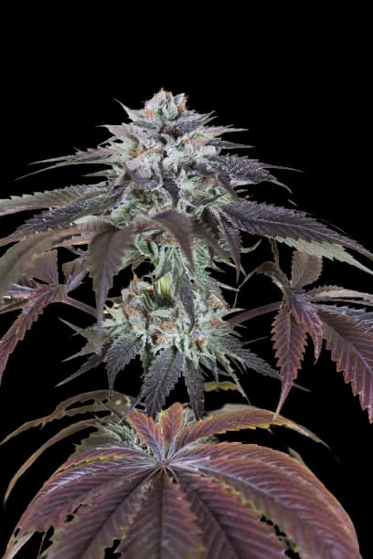 Bubba Gift Feminized
