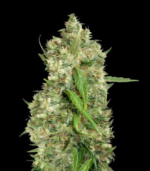 Bubba Tom Hayes cannabis seeds packaging, Royal King Seeds USA