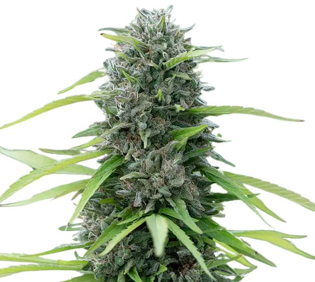 Bubble Cheese cannabis seeds packaging — Royal King Seeds USA