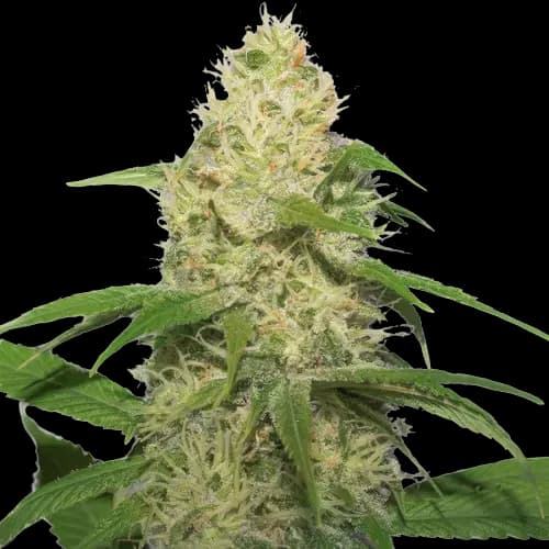 Bubbleberry cannabis seeds packaging — Royal King Seeds USA
