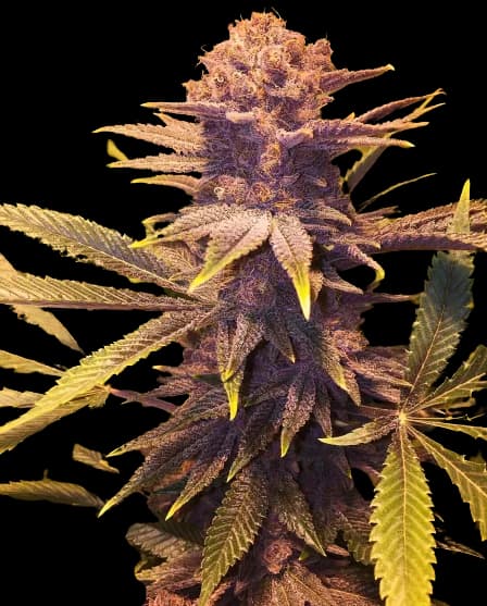 Buckeye Purple Feminized