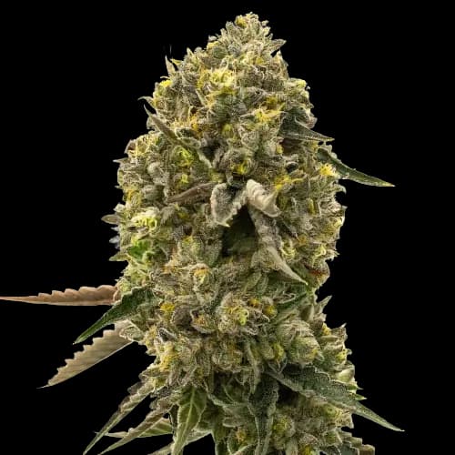 Caffeine Bomb cannabis seeds packaging, Royal King Seeds USA