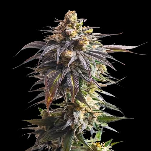 California Grapefruit Feminized