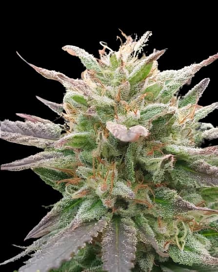 California Love Feminized