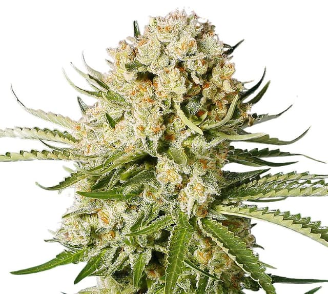 Cannalope Haze Feminized