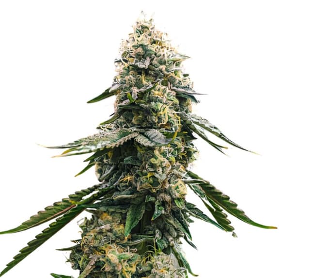 CBD Blue Shark Feminized