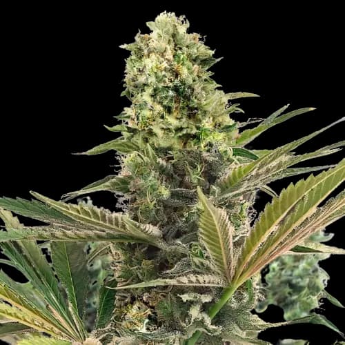 CBD Caramel Feminized