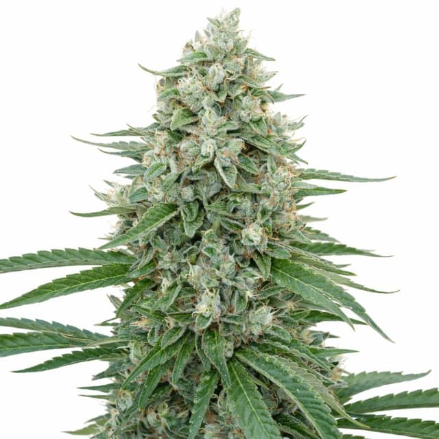 CBD Critical Mango Feminized