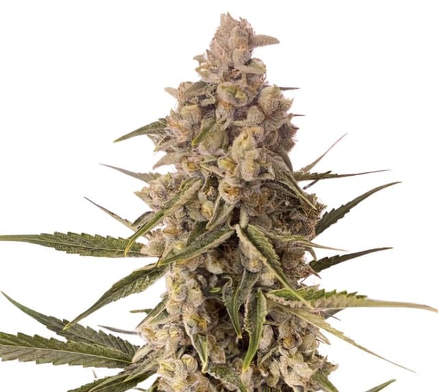 CBD MediHaze Feminized