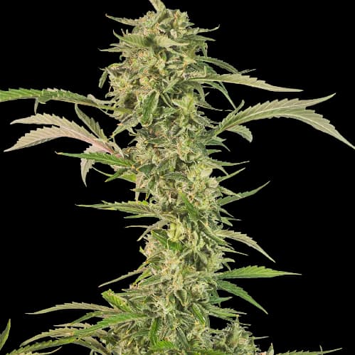 CBD OG Kush Feminized