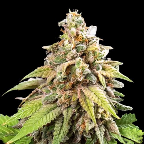 CBD Stress Killer Feminized