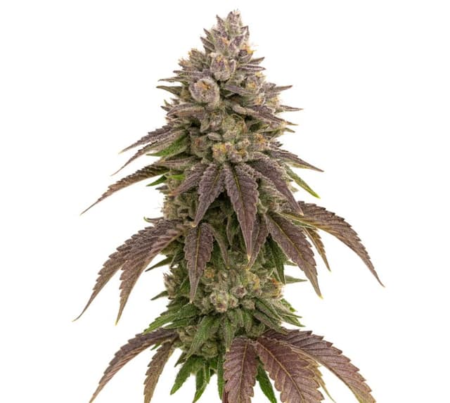 CBD Therapy cannabis seeds packaging — Royal King Seeds USA