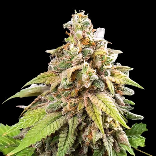 Champagne Kush Feminized