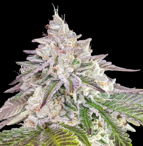 Chem Crush cannabis seeds packaging — Royal King Seeds USA