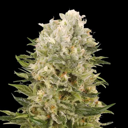 Chem Scout cannabis seeds packaging — Royal King Seeds USA