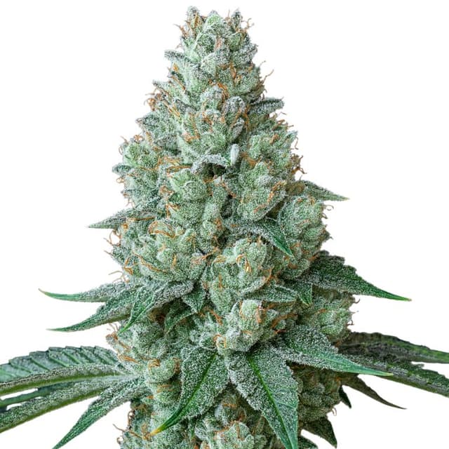 Chemdawg 91 cannabis seeds packaging, Royal King Seeds USA
