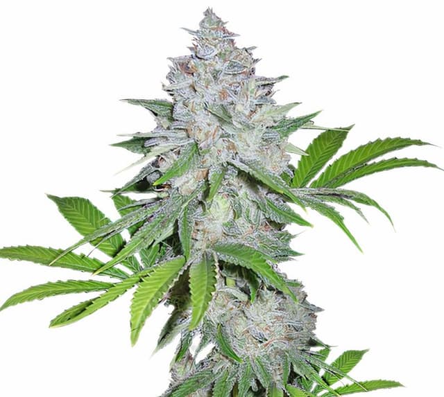 Chemdawg Sour Diesel Feminized