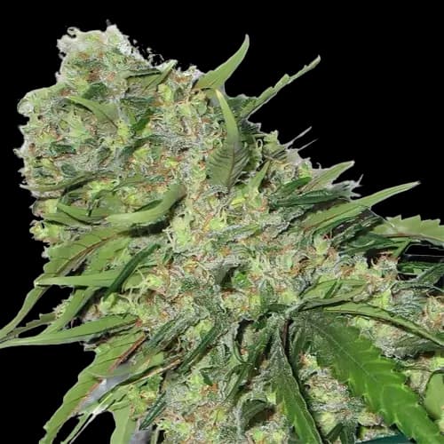Chemo cannabis seeds packaging, Royal King Seeds USA