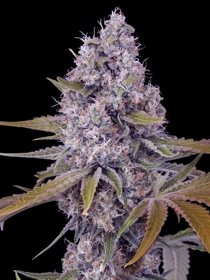 Cherries Jubilee cannabis seeds packaging, Royal King Seeds USA