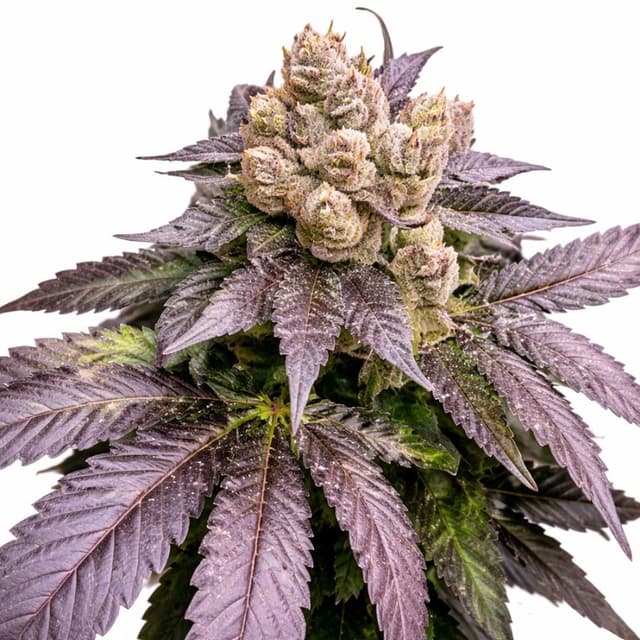Cherry Chem cannabis seeds packaging β Royal King Seeds USA