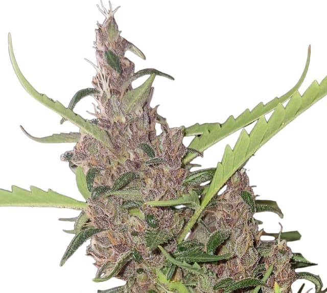 Cherry Kush Feminized