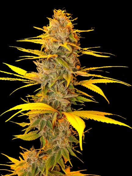 Cherry OG cannabis seeds packaging, Royal King Seeds USA