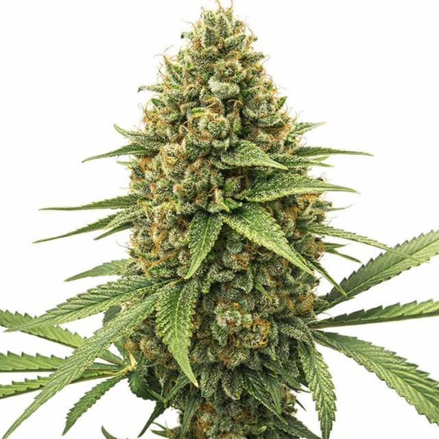 Chocolate Kush cannabis seeds packaging — Royal King Seeds USA