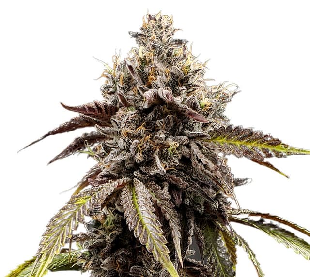 Chocolate Thai Feminized