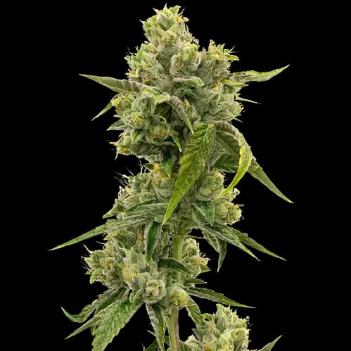 CHR Super OG cannabis seeds packaging — Royal King Seeds USA