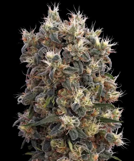 Church OG cannabis seeds packaging, Royal King Seeds USA