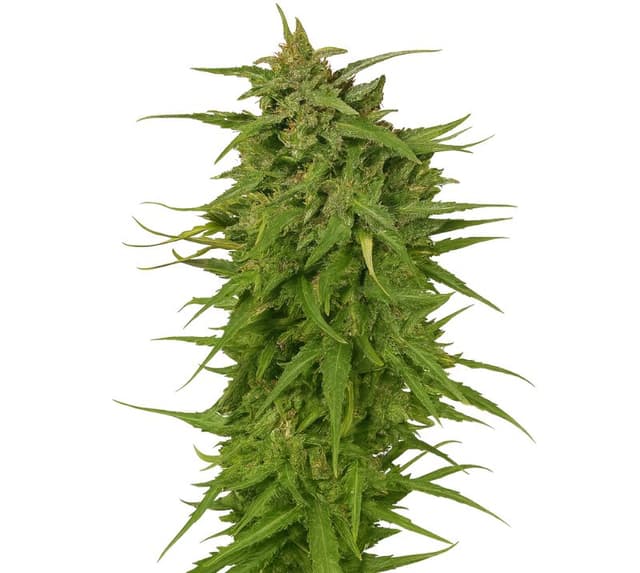Cinex cannabis seeds packaging, Royal King Seeds USA