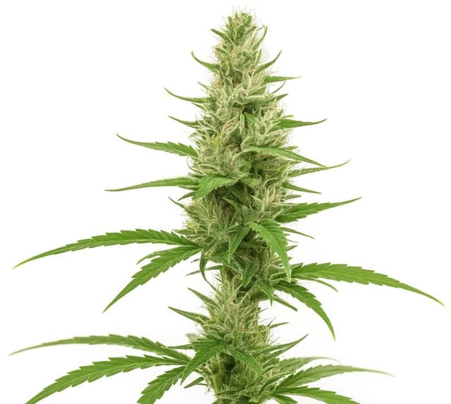 Clementine cannabis seeds packaging, Royal King Seeds USA