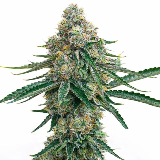 Colorado Bubba cannabis seeds packaging, Royal King Seeds USA
