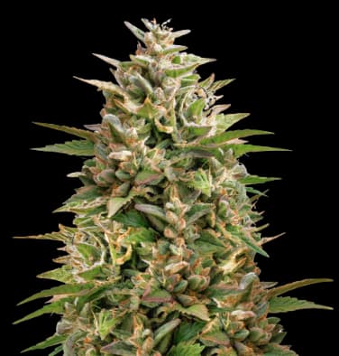 Colorado Clementines cannabis seeds packaging, Royal King Seeds USA