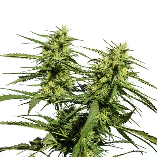 Confidential Wreck cannabis seeds packaging, Royal King Seeds USA