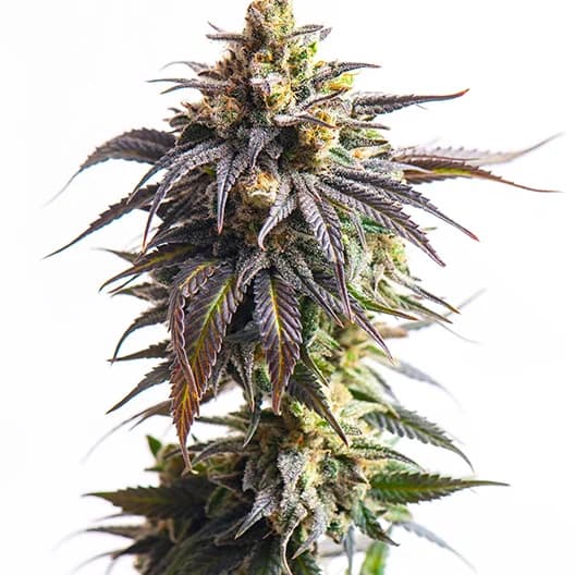 Cookie Breath cannabis seeds packaging, Royal King Seeds USA