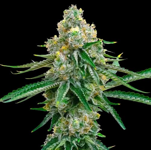 Cookie Jar cannabis seeds packaging, Royal King Seeds USA