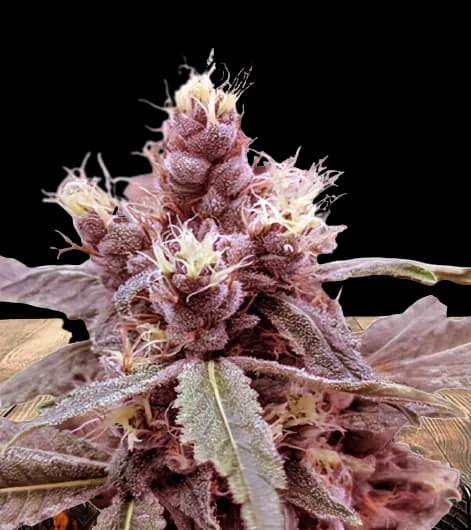 Cookie Monster Feminized