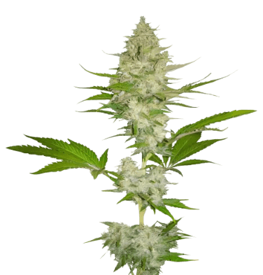 Cotton Candy Kush cannabis seeds packaging, Royal King Seeds USA