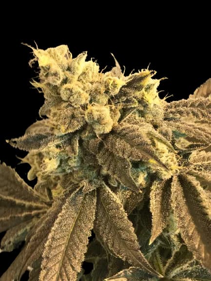 Cowboy Kush cannabis seeds packaging, Royal King Seeds USA