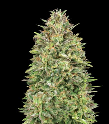 Cracker Jack cannabis seeds packaging, Royal King Seeds USA