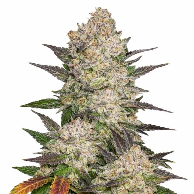 Cream cannabis seeds packaging, Royal King Seeds USA