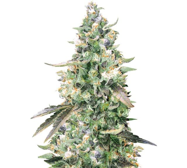 Critical Bilbo Feminized