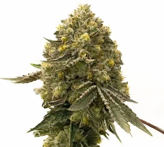 Critical Crack Feminized