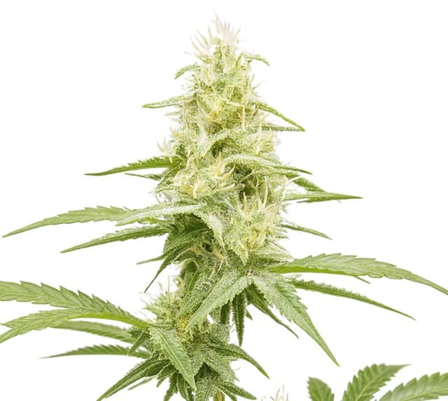 Critical Jack Feminized