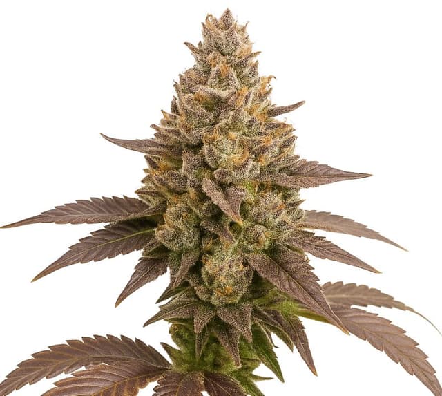 Critical Plus cannabis seeds packaging — Royal King Seeds USA