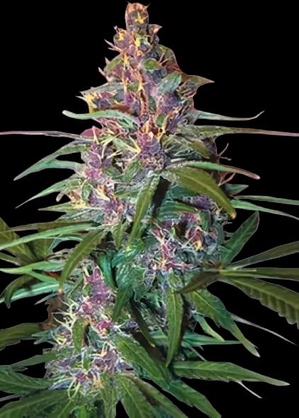 Critical Purple Feminized